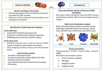 Association between 25(OH) vitamin D and schizophrenia: shared genetic correlation, pleiotropy, and causality